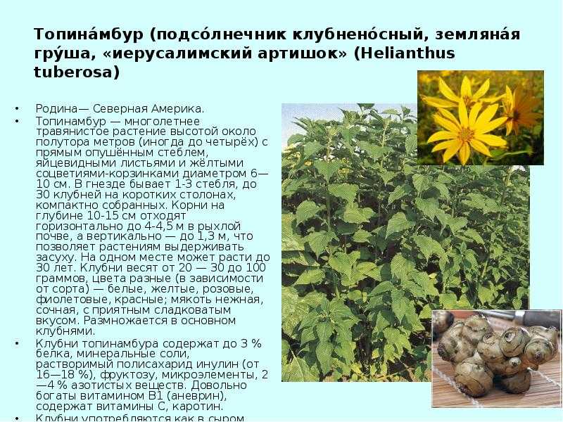 Топинамбур: какую пользу и вред скрывает в себе корнеплод. полезен ли овощ для организма ребенка, всё о калорийности топинамбура