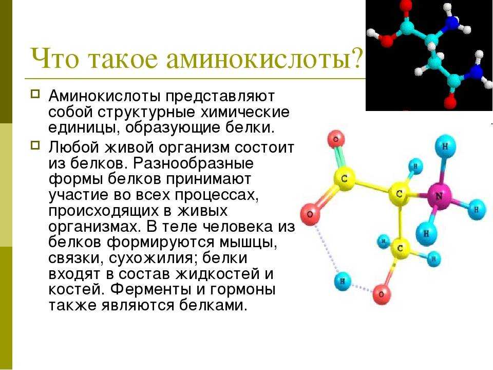 Химические элементы аминокислот. Аминокислоты представляют собой. Структура аминокислот биология. Аминокислоты в организме человека. Аминокислоты в организме человека кратко.