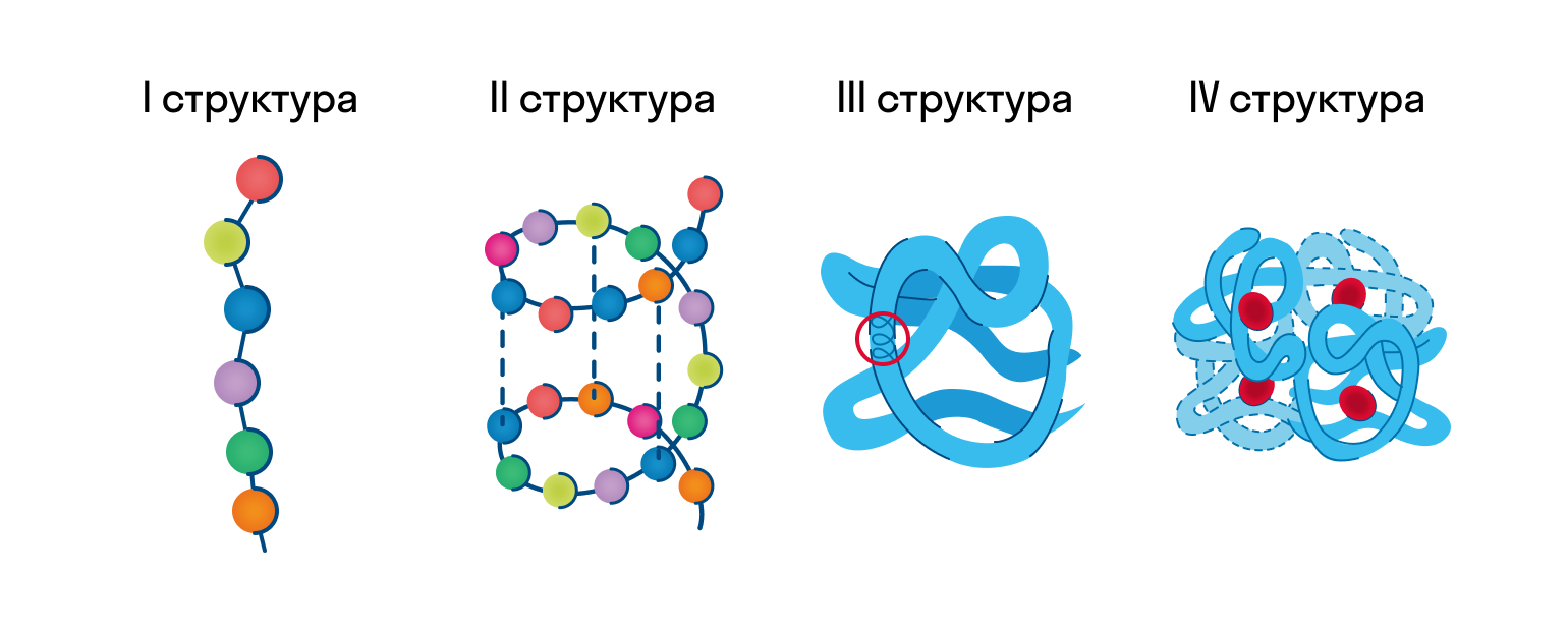 Какие аминокислоты представлены на рисунке третичной структуры белка