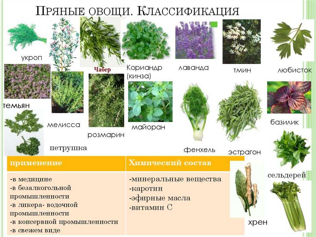 Листовые овощи: 13 самых полезных видов – lifekorea.ru