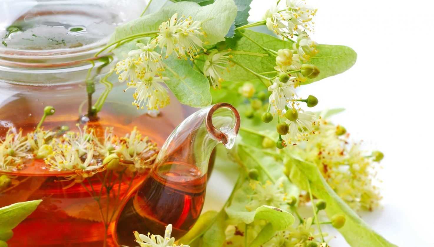 Липа полезные свойства, как заваривать чай из липы, липовый цвет, семена и их свойства