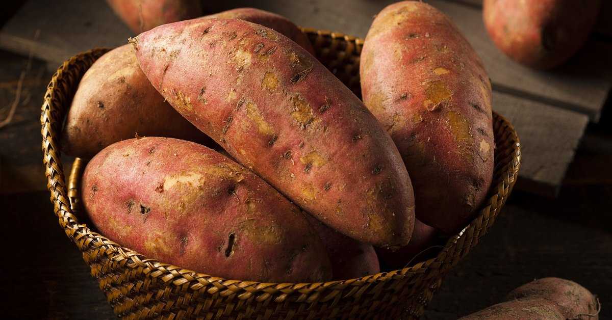 Батат — польза и гастрономические достоинства сладкого картофеля. кому стоит включить его в рацион и какой может быть вред от батата