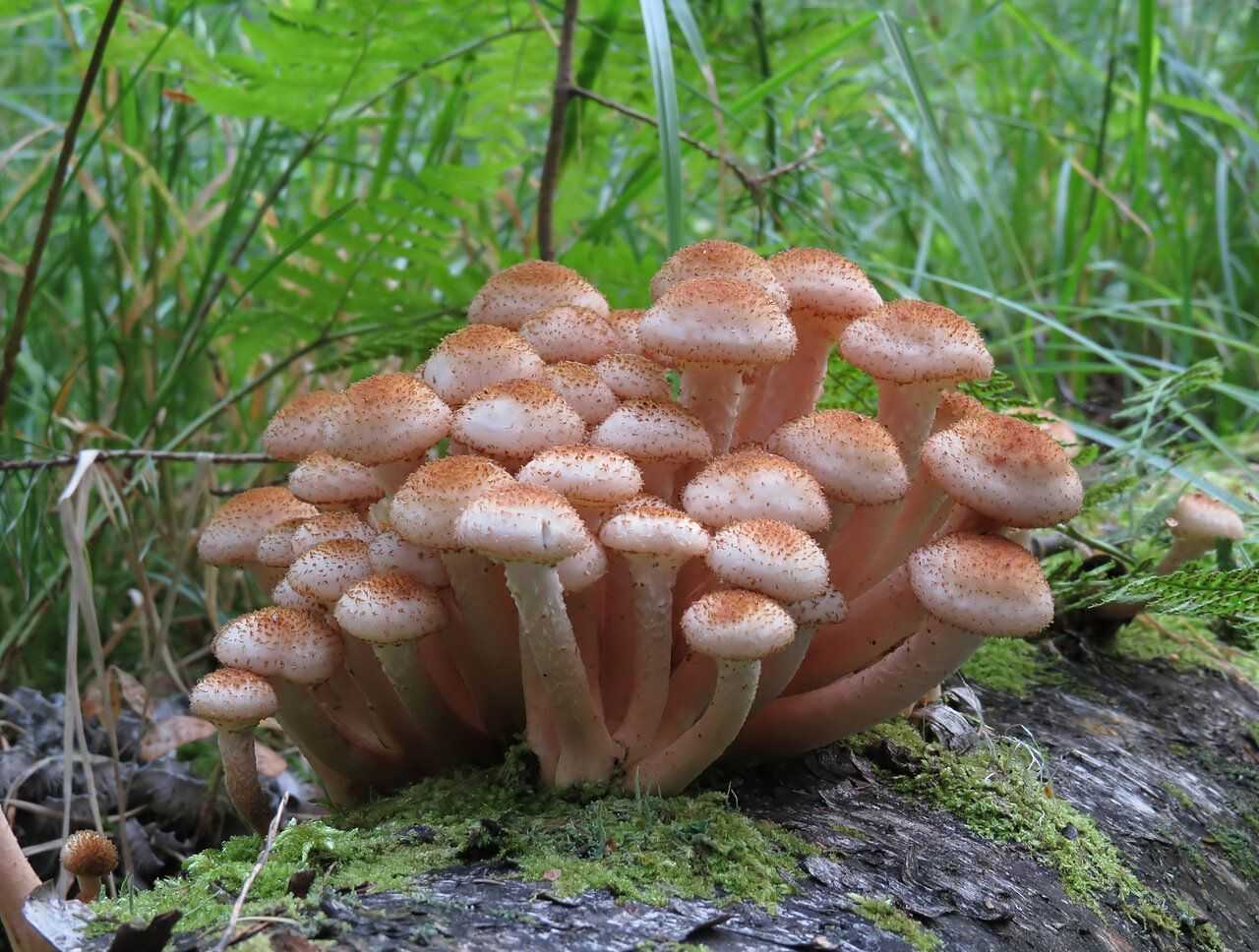 Описание и виды съедобных опят Полезные свойства и вред грибов для организма Опасность ядовитых двойников опят Правила выращивания зимних грибов