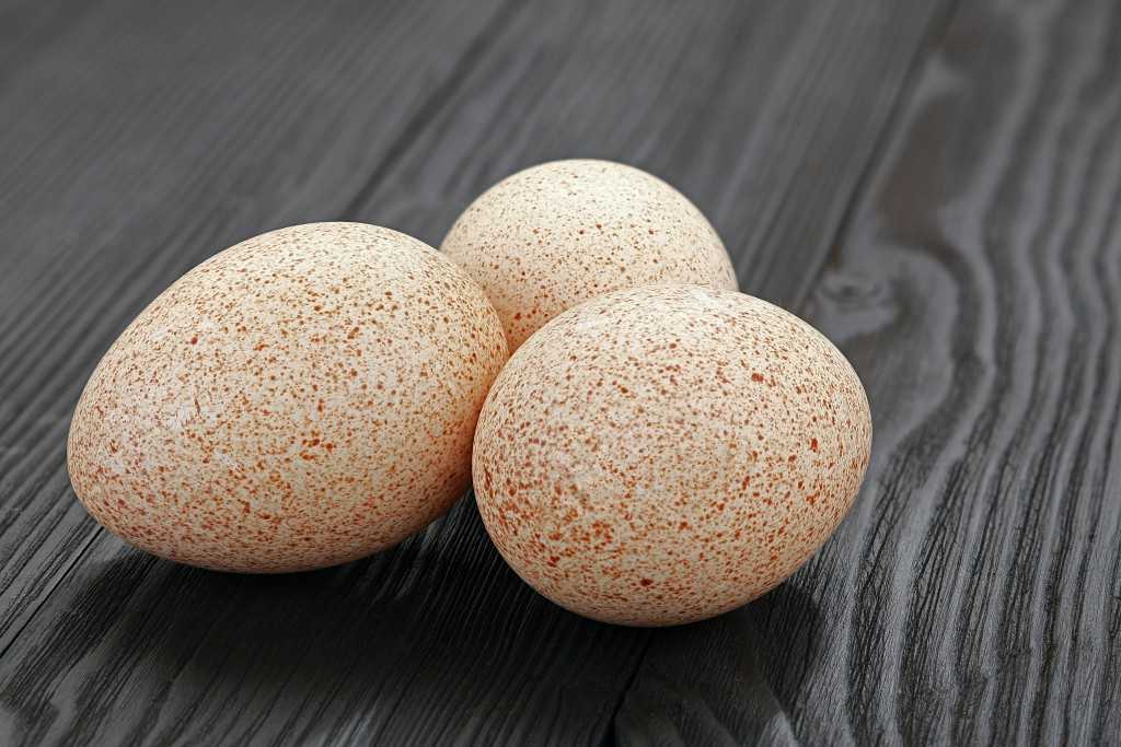 Индюшиные яйца: польза и вред, чем полезны для организма, есть ли противопоказания?