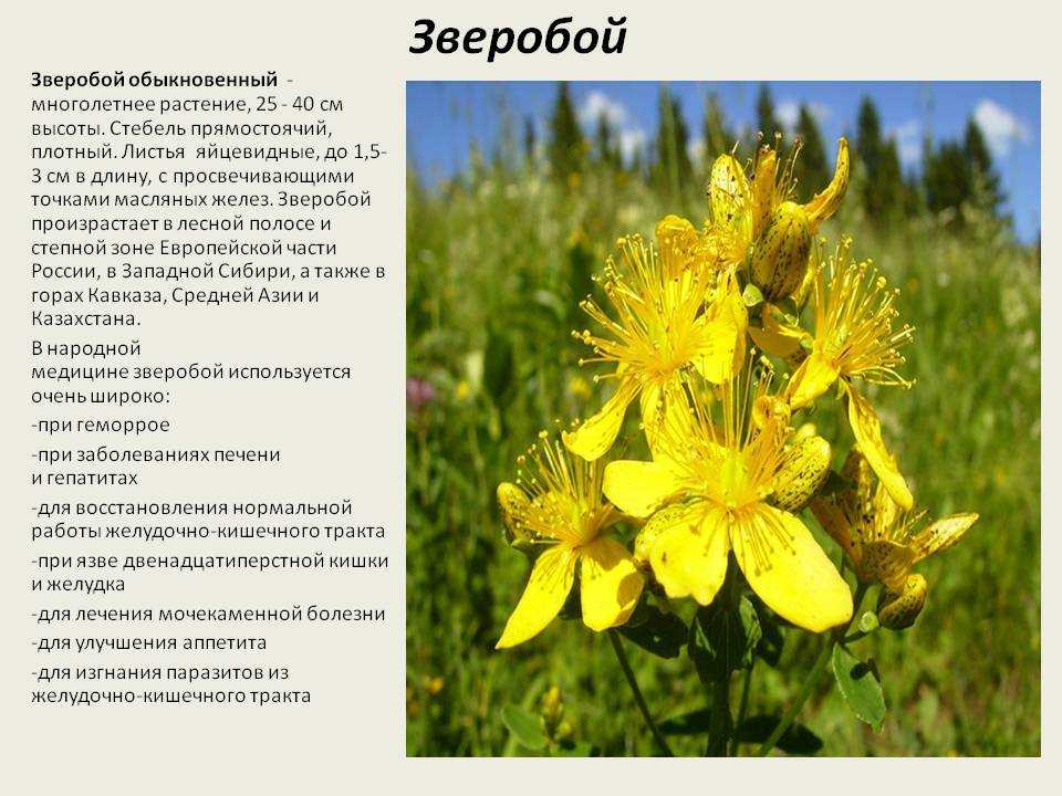 Лекарственные растения сибири фото и описание