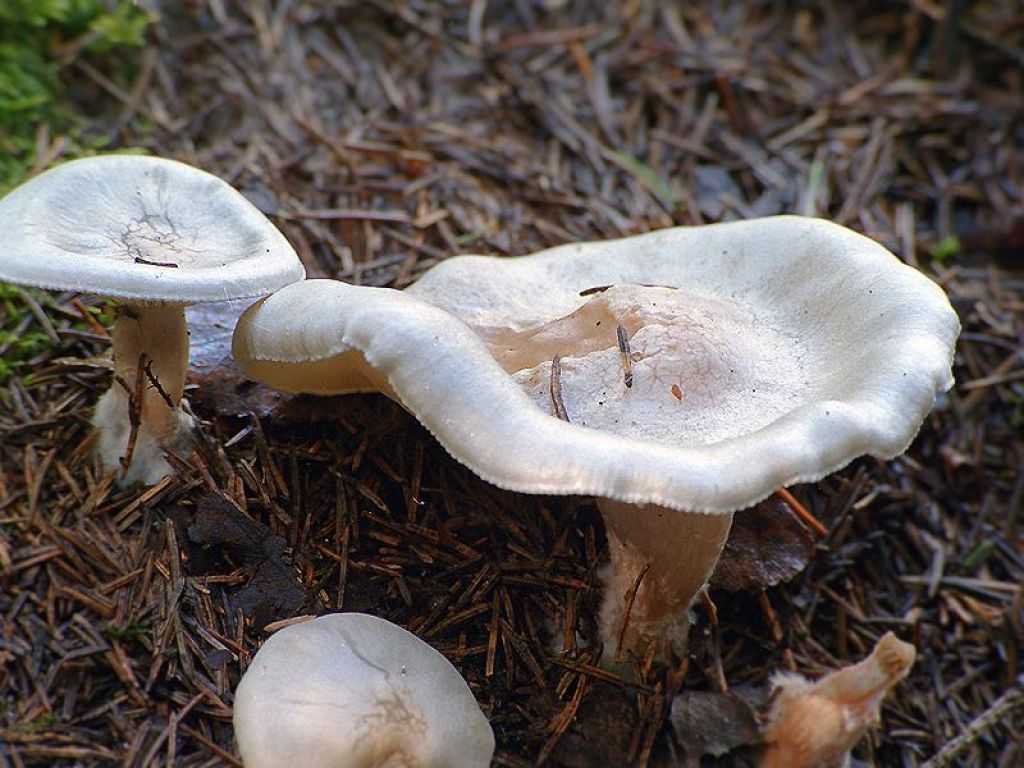 Химический состав мицелия грибов и его специфичность