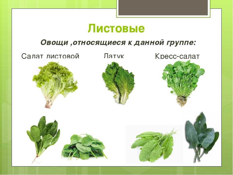 Зеленые листовые овощи список и в чем польза для организма