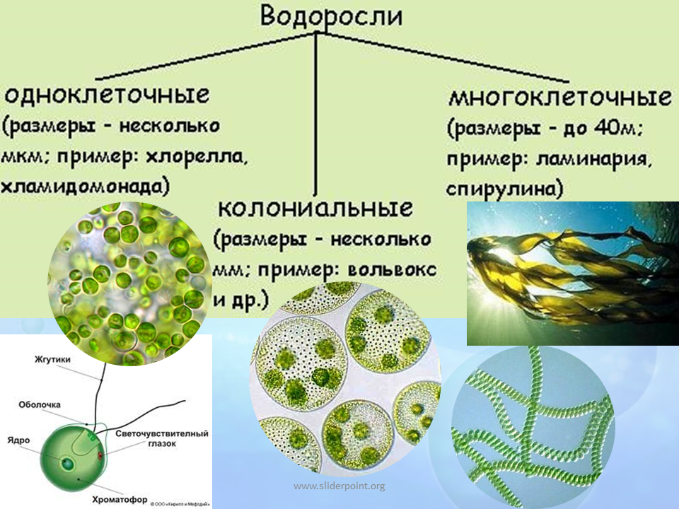 Назовите одноклеточные водоросли