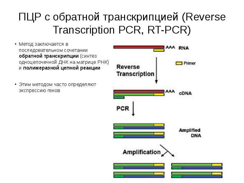 Полимеразная цепная реакция результат. ПЦР С обратной транскрипцией схема. . Полимеразная цепная реакция (ПЦР). Этапы. Обратная транскриптаза полимеразная цепная реакция. Этапы ПЦР схема.