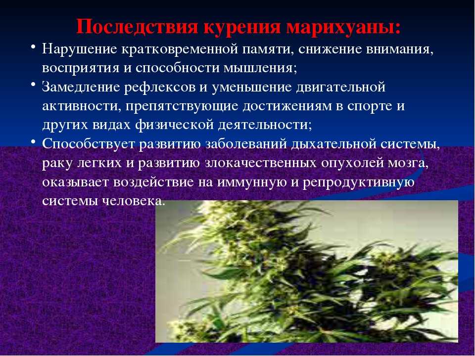 Наркоман о марихуане сад и огород каталог 2019