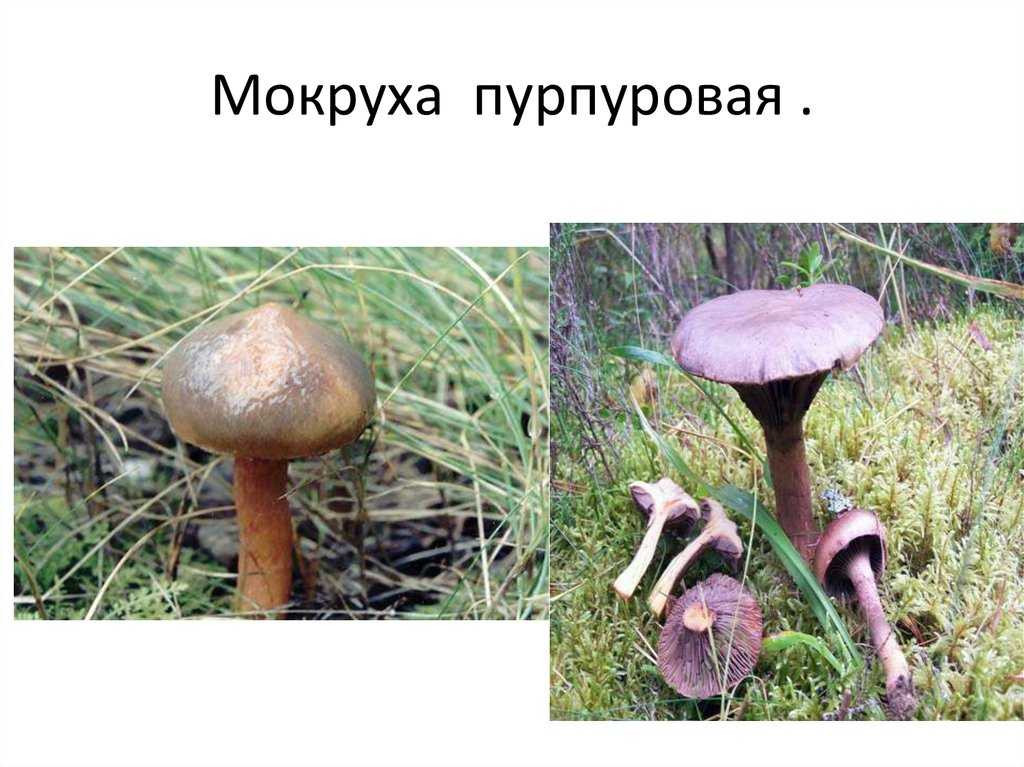 Мокруха: описание гриба, польза, рецепты приготовления пурпуровой, фото