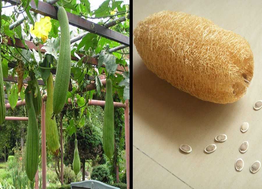 Люффа выращивание из семян в домашних условиях, уход в открытом грунте