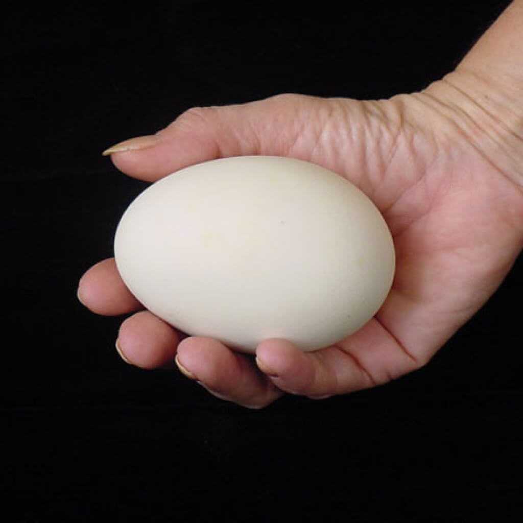 Гусиные яйца едят. Гусиные яйца. Муляж куриного яйца. Яйца гуся. Гусиное яйцо в руке.