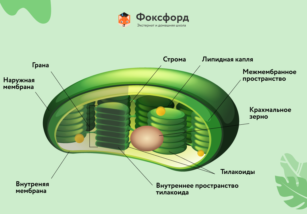 Рисунок хлоропласта с подписями строение и функции