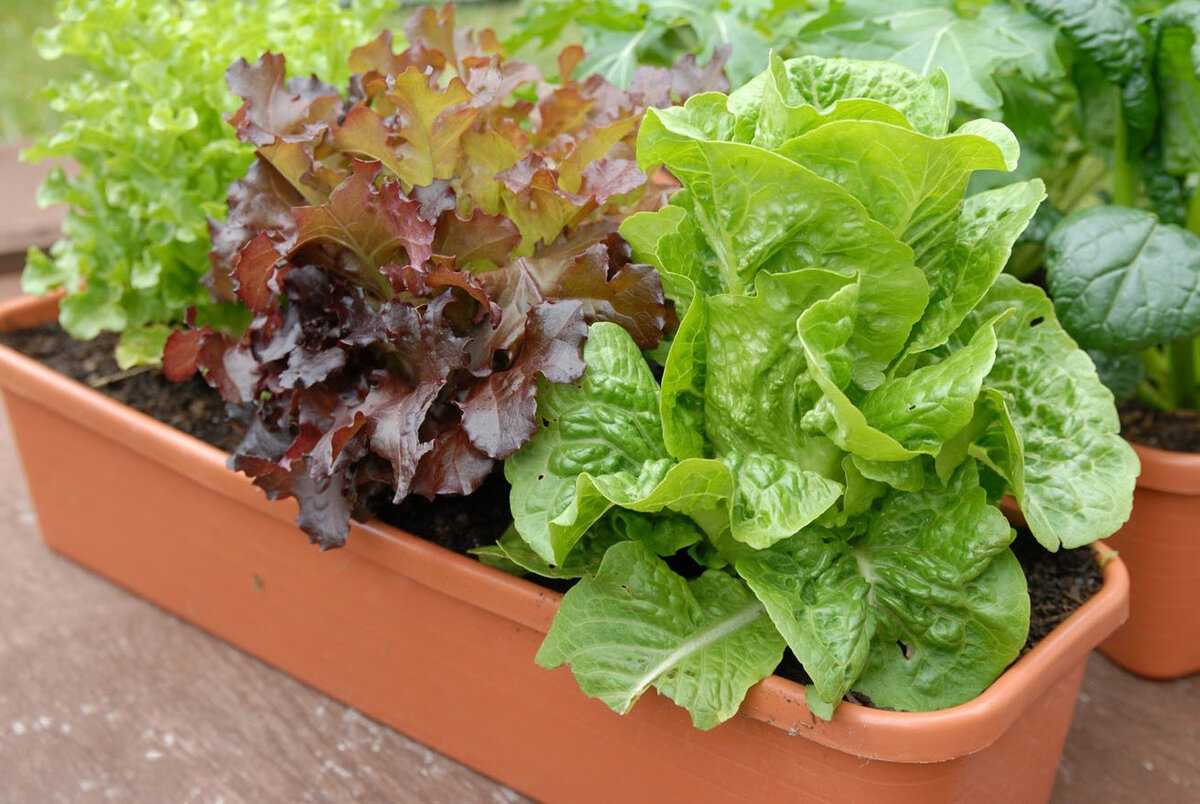 Римский салат или ромэн: фото, описание, выращивание
