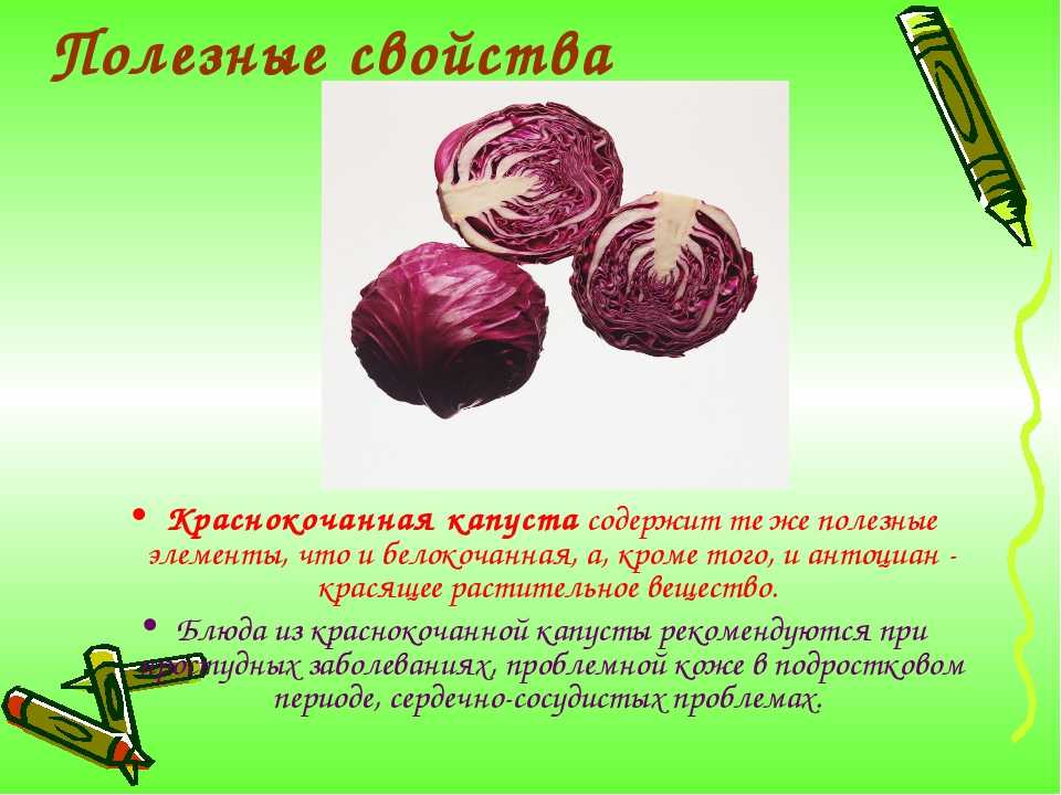 Краснокочанная капуста – особенности сорта и польза от его употребления в пищу