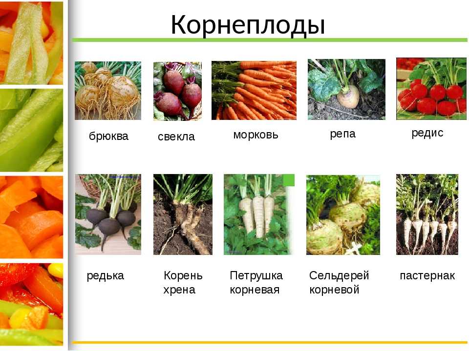 Брюква: что это такое, что это за овощ и как он выглядит, родина овощной культуры, сорта, особенности агротехники и применение плодов растения