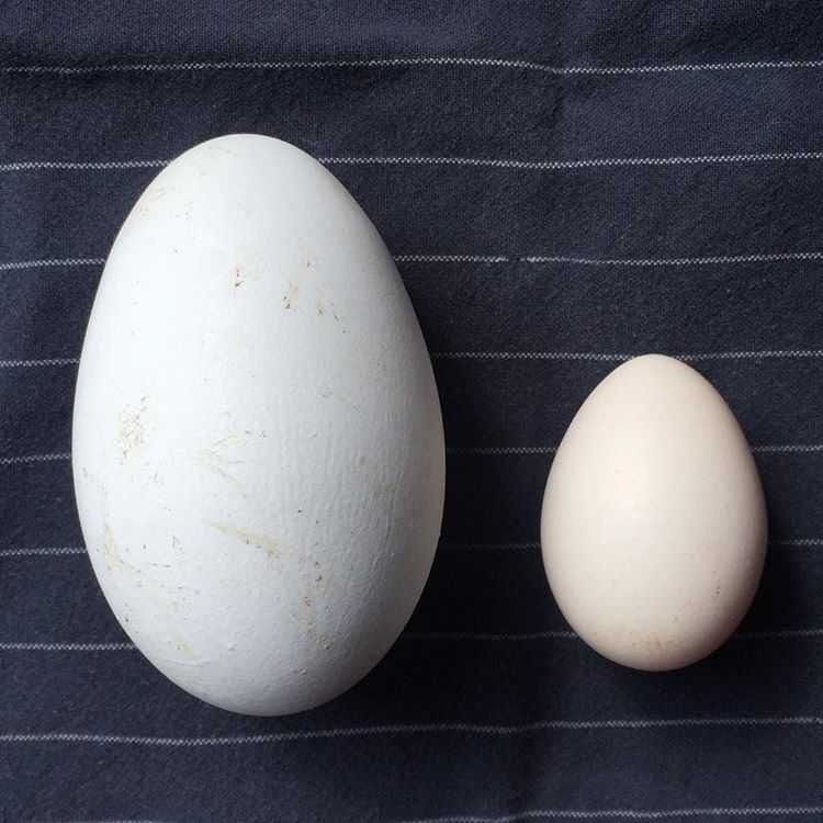 Сколько стоит десяток гусиных яиц