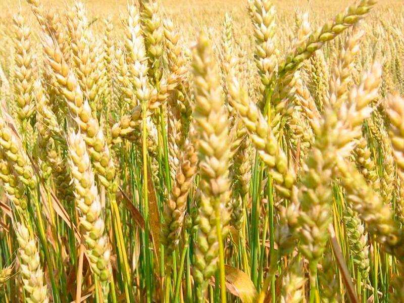 Пророщенная пшеница: полезные свойства, как употреблять, рецепты