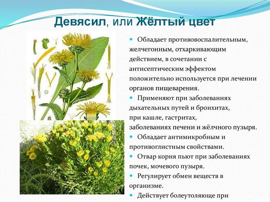 Девясил: лечебные свойства и противопоказания применения корня листьев травы